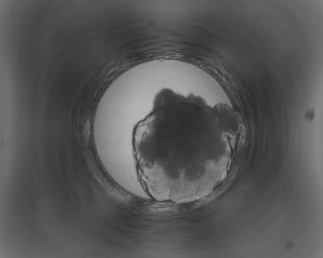 X0000096970375200803071012