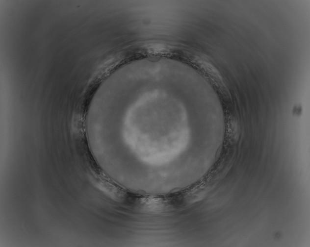 X0000096970419200803071011