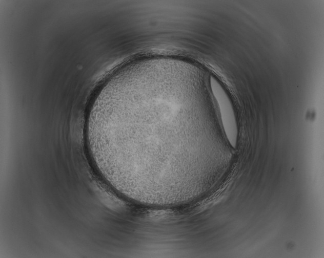 X0000096970446200803071010