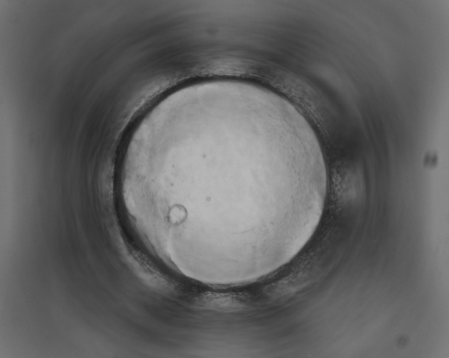 X0000096970534200803071008