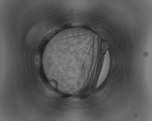 X0000096970648200803071007
