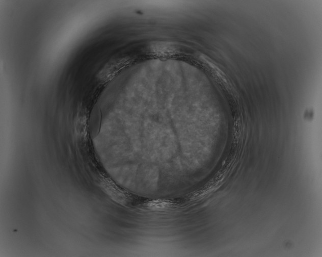 X0000096970762200803071006