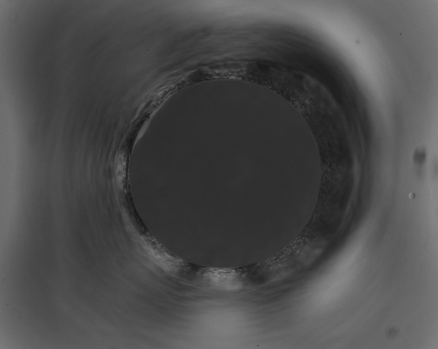 X0000096970767200803071006