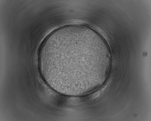 X0000096970835200803071004