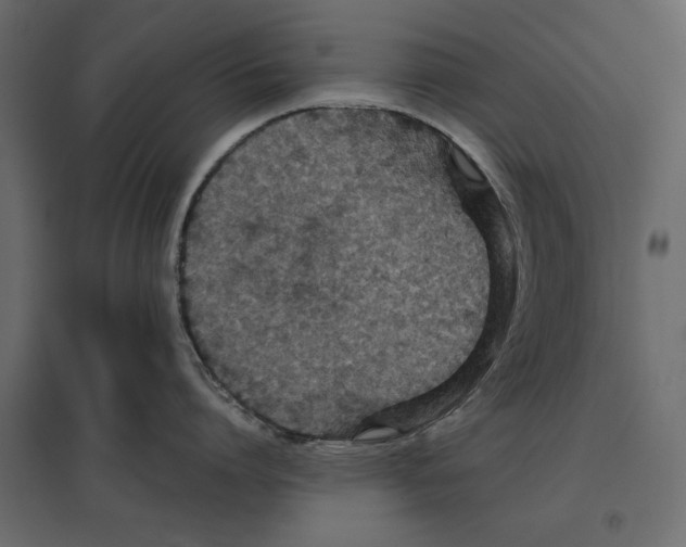 X0000096970864200803071004