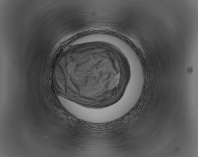 X0000096970920200803071002