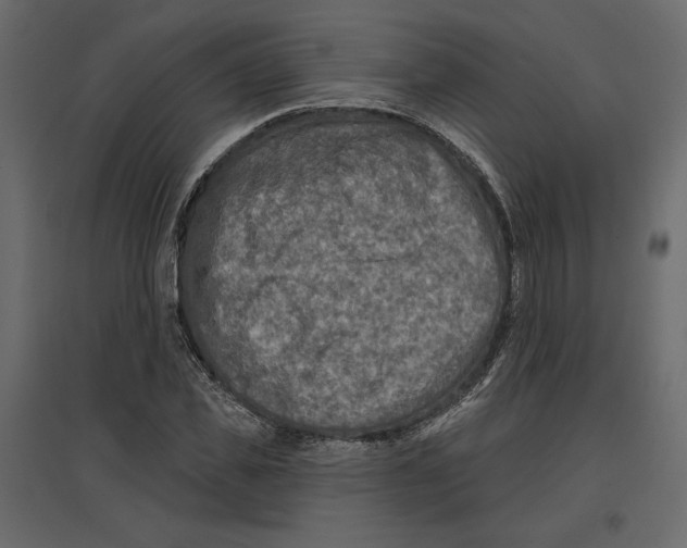 X0000096970925200803071002