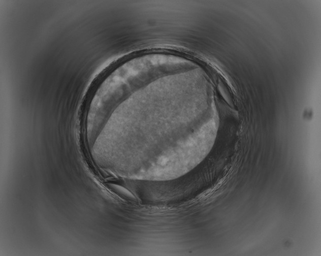 X0000096971024200803071001