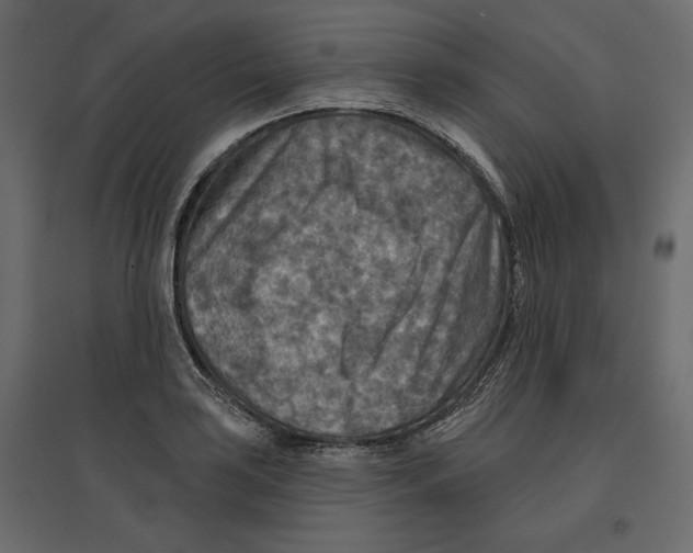 X0000096971035200803071001