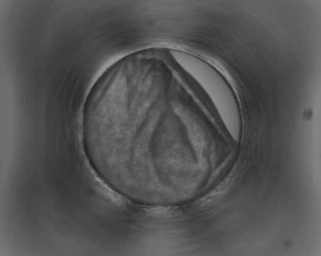 X0000096971048200803071001