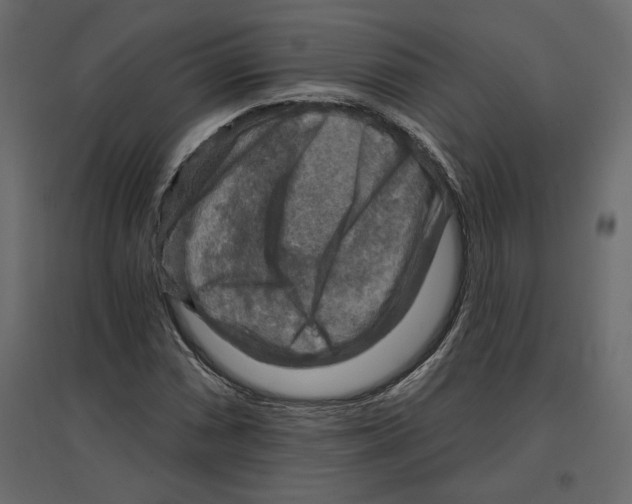 X0000096971066200803071001