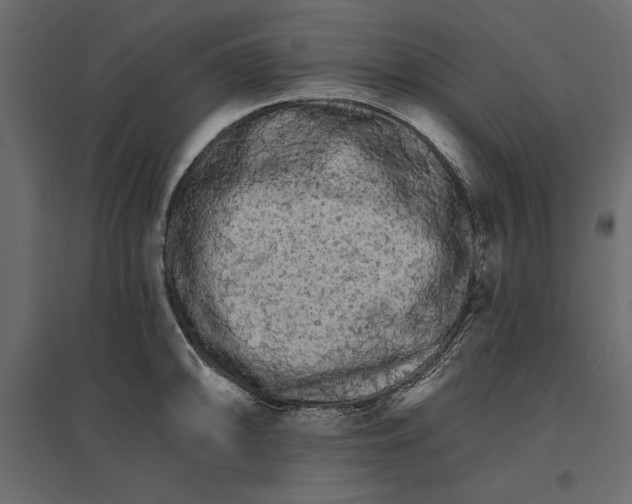 X0000096971094200803071000