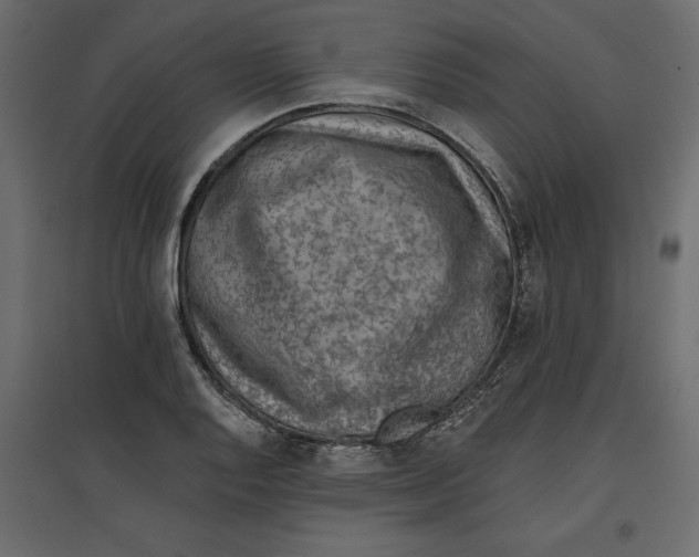 X0000096971128200803071000