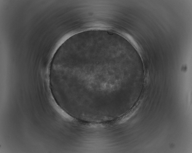 X0000096971243200803070959