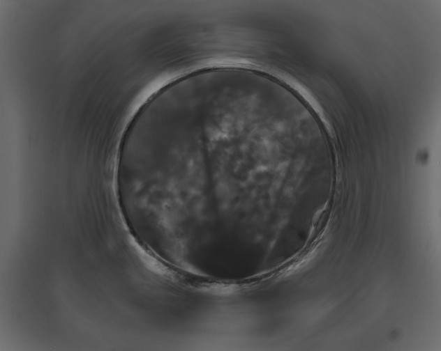 X0000096971245200803070959