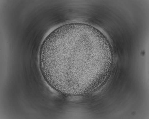 X0000096971294200803070957