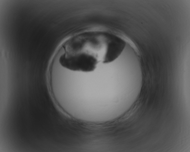 X0000096981095200802080854