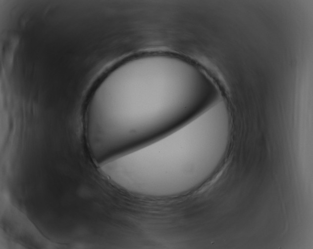 X0000096981167200802080853