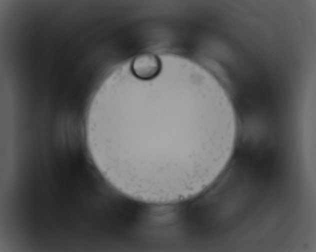 X0000096981338200802080852