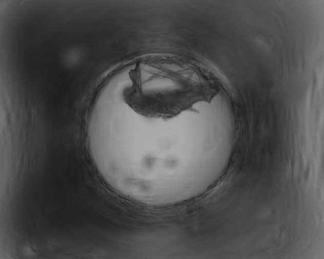 X0000096981352200802080851