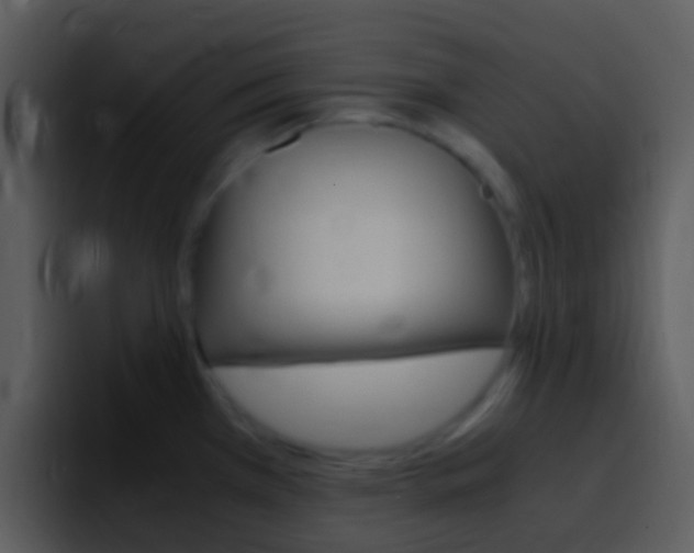 X0000096981385200802080851