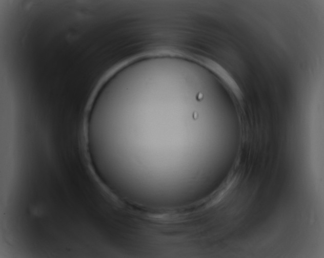 X0000096981388200802080850