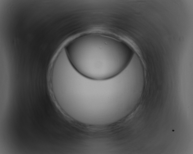 X0000096981392200802080850