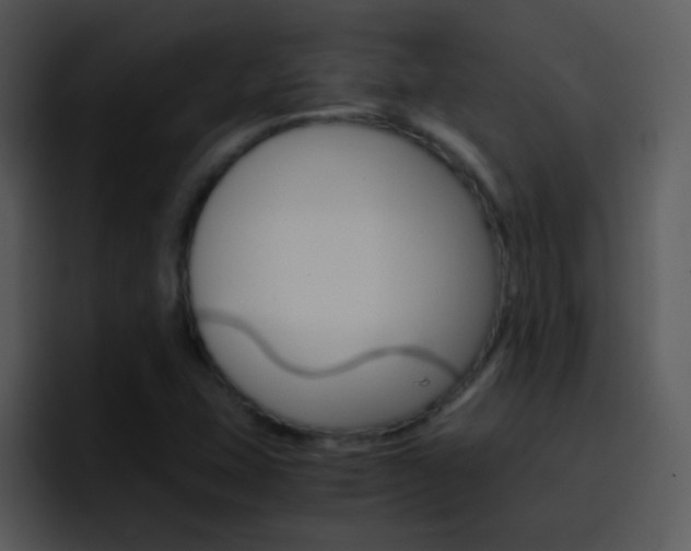 X0000096981407200802080850