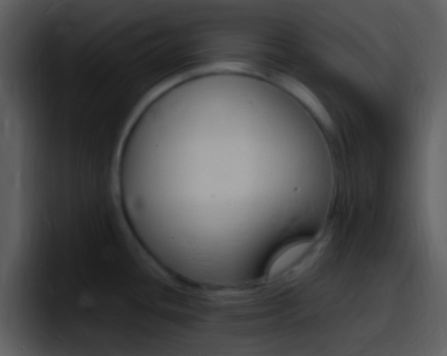 X0000096981436200802080850