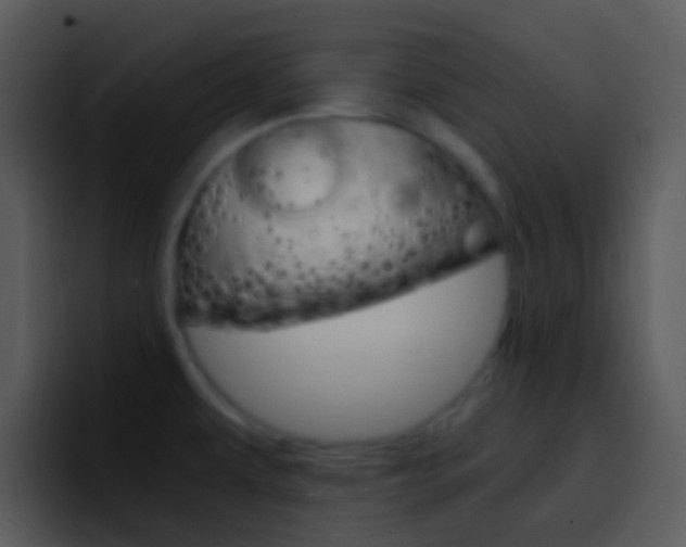 X0000096981479200802080849