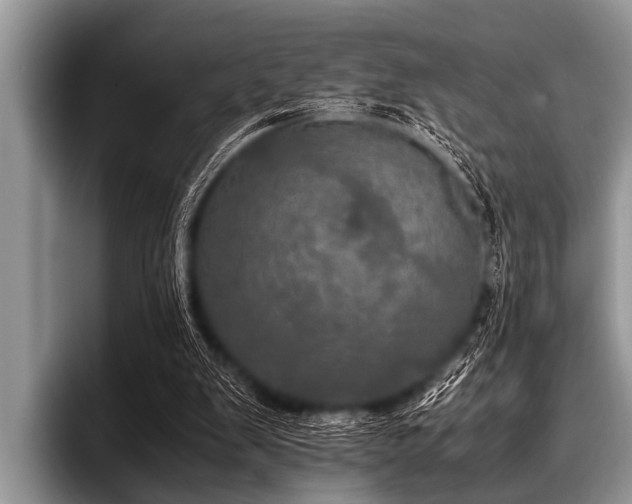 X0000096980103200802081415