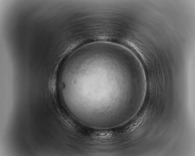 X0000096980443200802081410