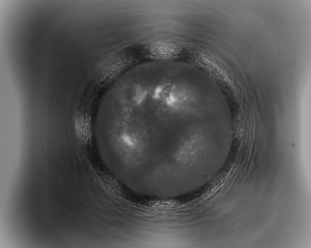 X0000096980599200802081409