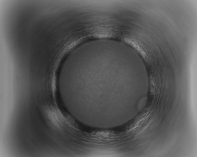 X0000096980631200802081408