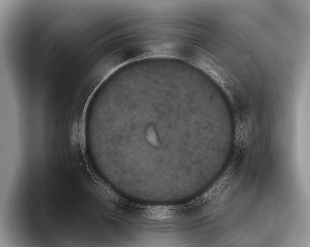 X0000096980836200802081406