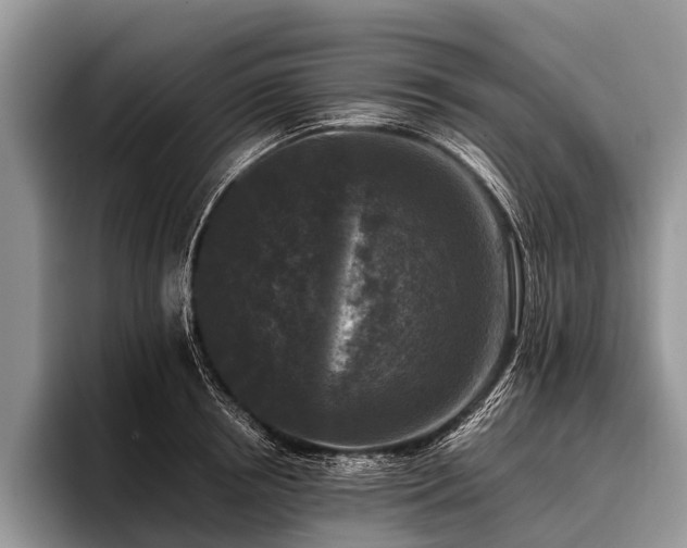 X0000096980850200802081406