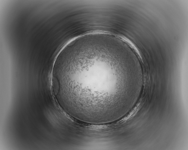 X0000096980860200802081406