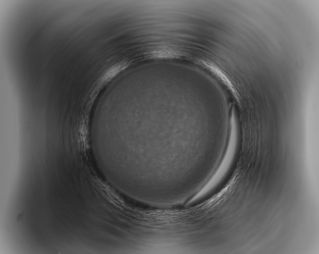 X0000096980930200802081404