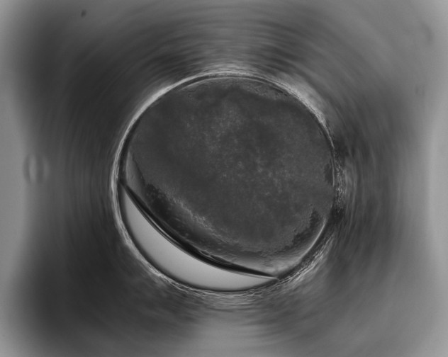 X0000096981007200802081403