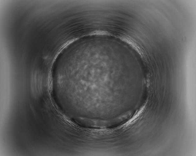 X0000096981117200802081402