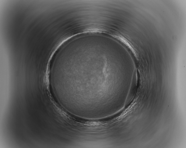 X0000096981124200802081402