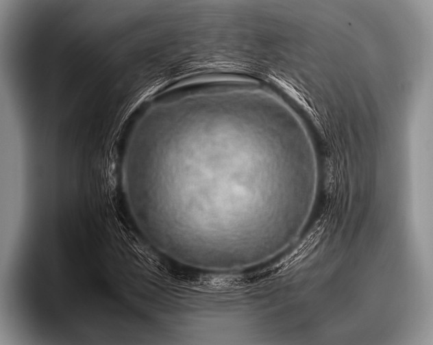 X0000096981163200802081401