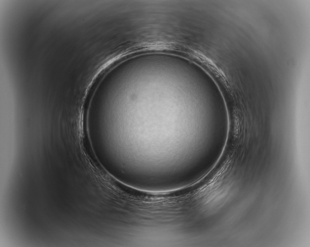 X0000096981174200802081401