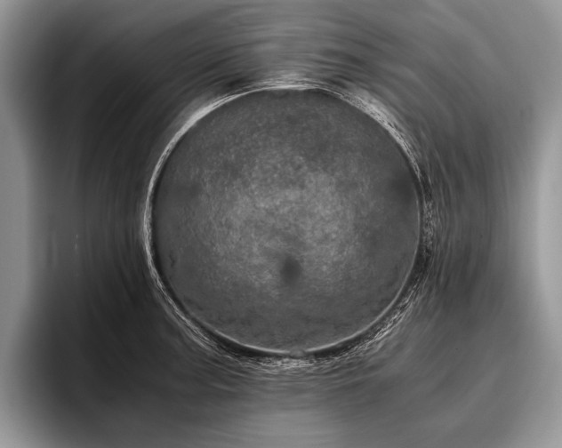 X0000096981187200802081401