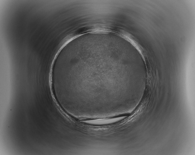 X0000096981195200802081401