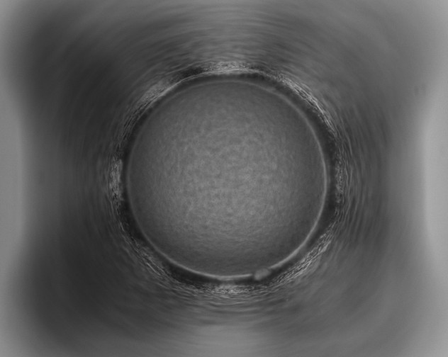 X0000096981265200802081400