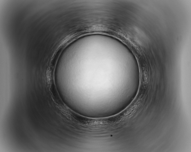 X0000096981266200802081400