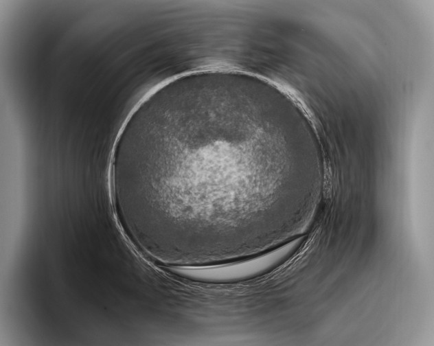 X0000096981295200802081400