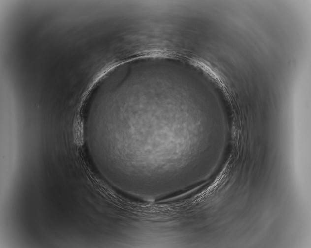 X0000096981310200802081359