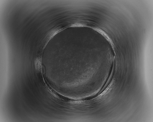 X0000096981337200802081400